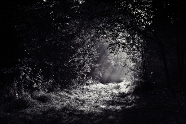 black-and-white-image-of-sunbeam-in-forest.jpg